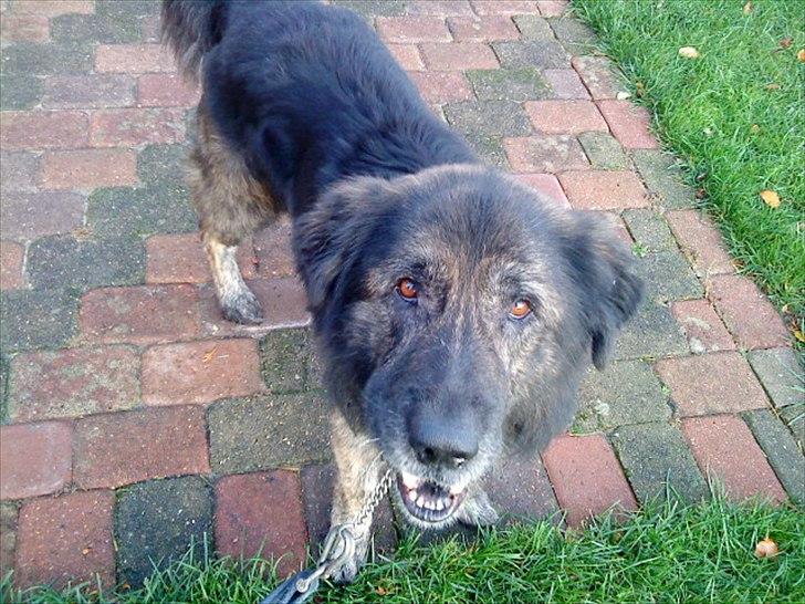 Blanding af racer Bamse billede 15