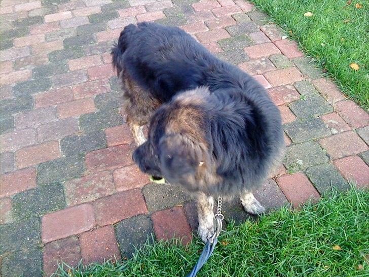 Blanding af racer Bamse billede 16