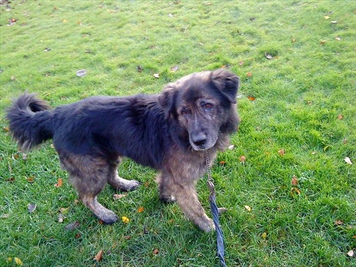 Blanding af racer Bamse billede 17