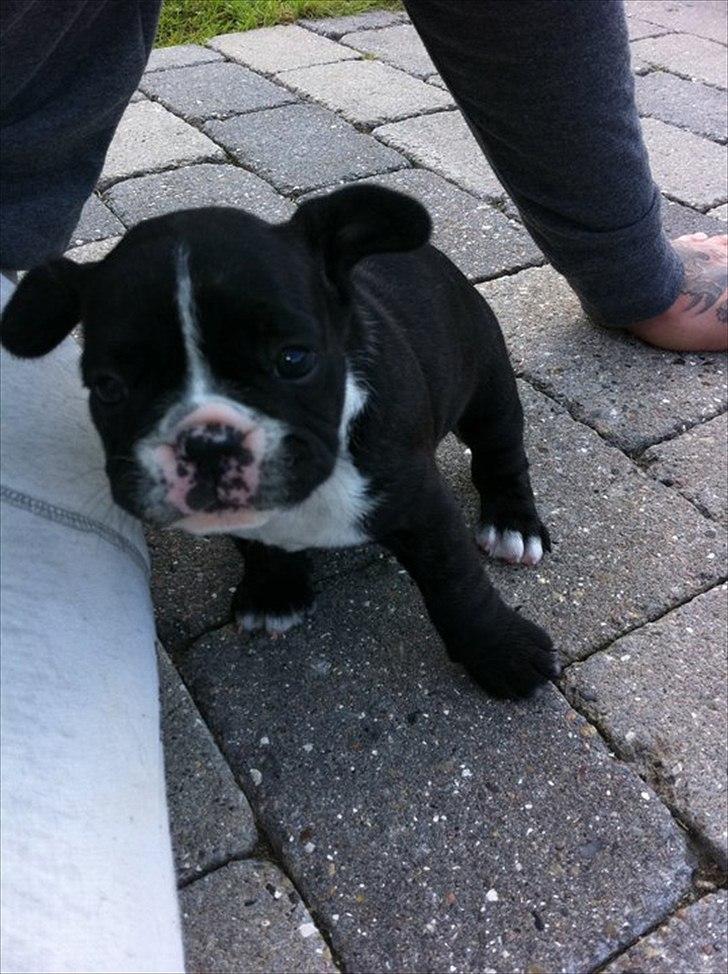 Fransk bulldog Bad Boy Hank billede 3
