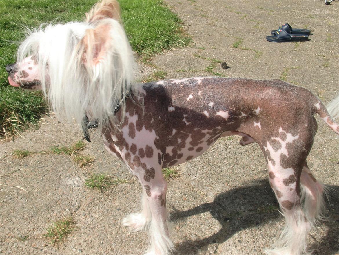 Chinese crested hårløs Vincent  billede 11