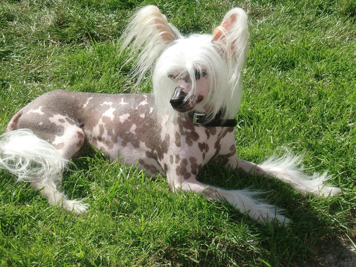 Chinese crested hårløs Vincent  - Slikker solskin - dejligt billede 12