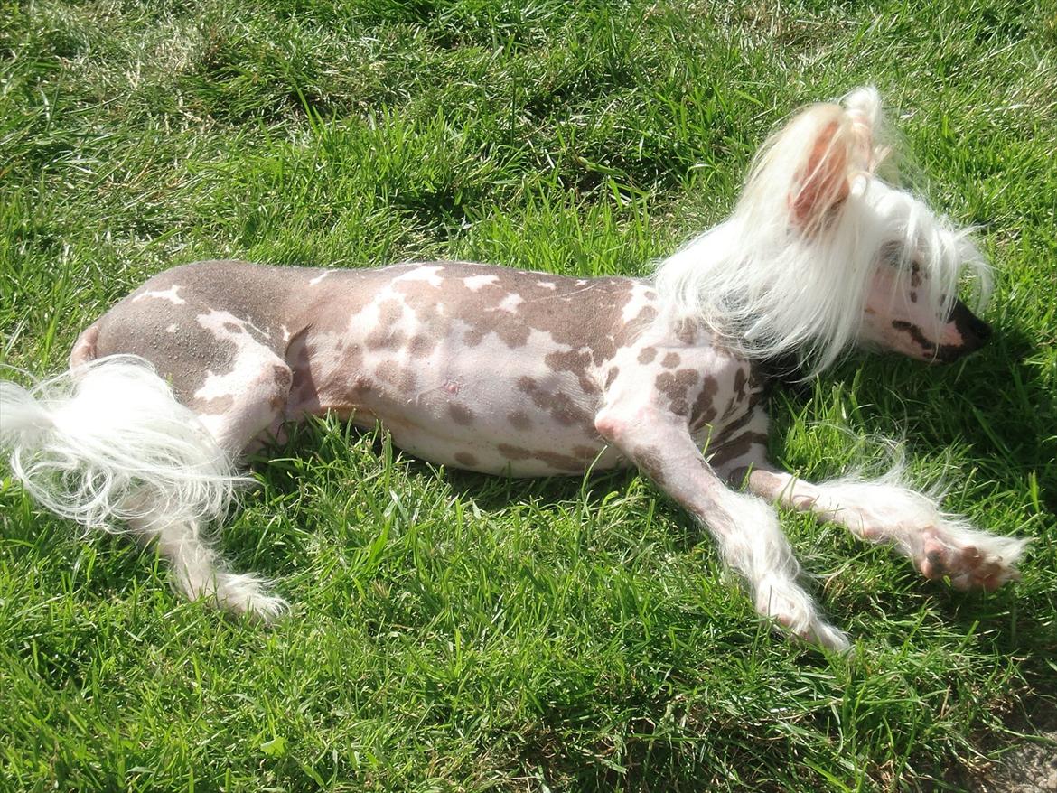 Chinese crested hårløs Vincent  billede 13