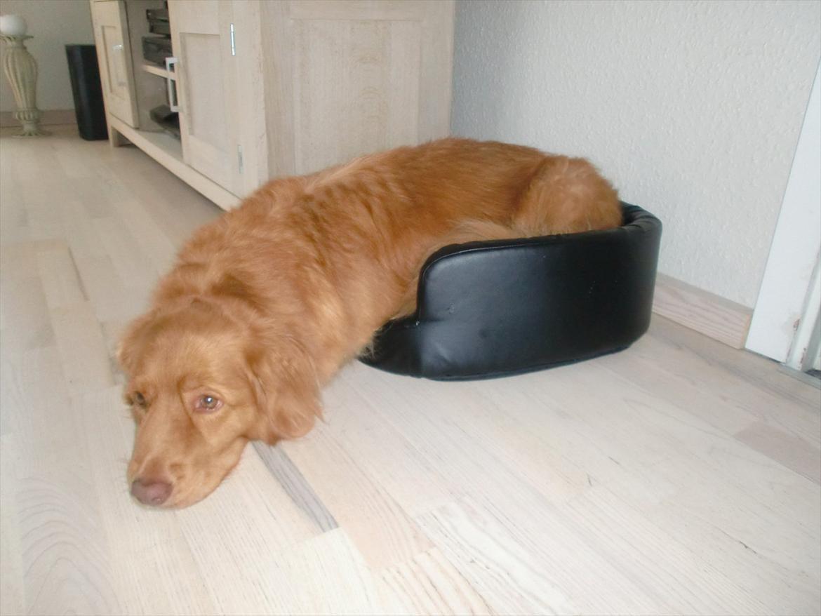 Chinese crested hårløs Vincent  - Storebror har taget min kurv........ billede 14