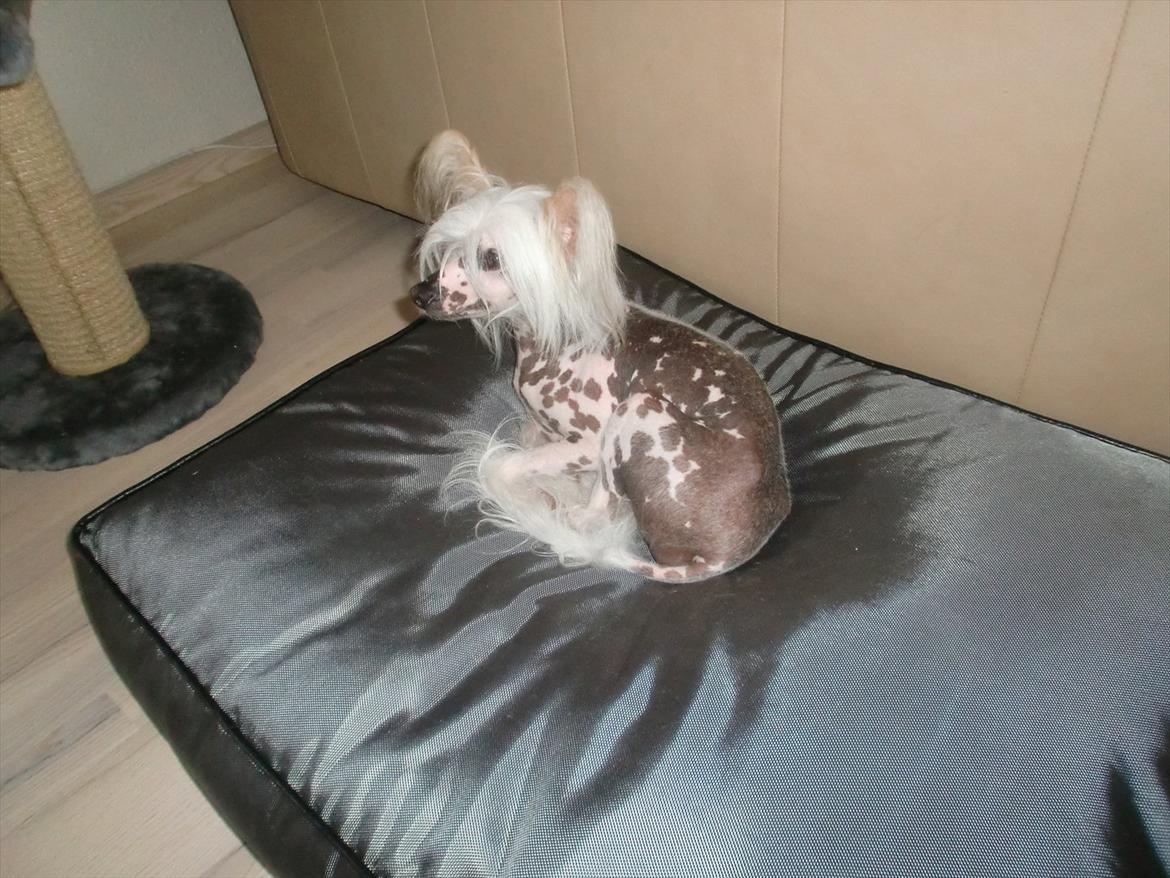 Chinese crested hårløs Vincent  - ......og jeg tager storbrors kurv. billede 15
