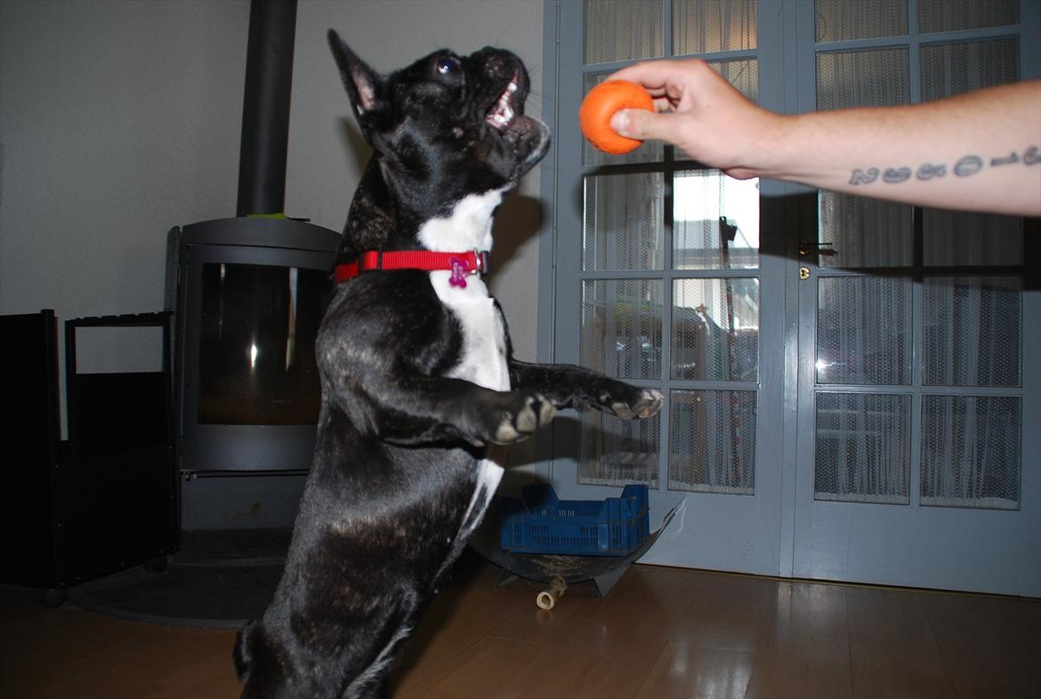 Fransk bulldog Berta <3 - damp :* - ''haps'' :D
- ynglingsbolden :b
- 8 måneder
10.07.11 billede 11
