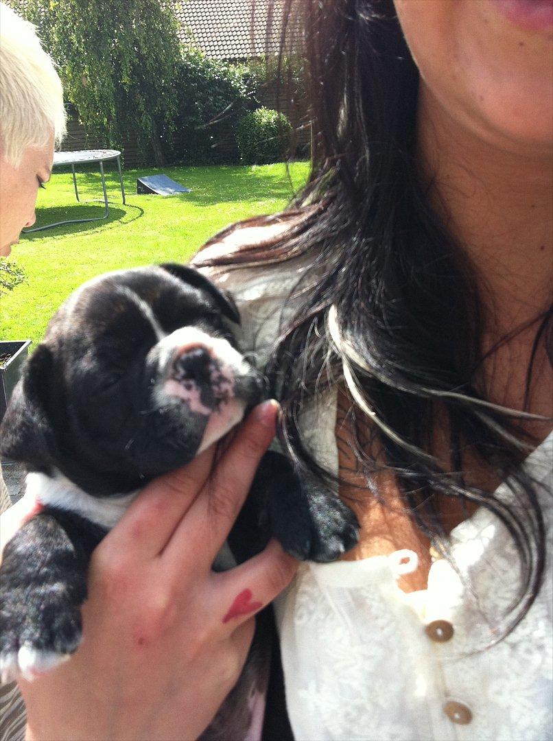 Fransk bulldog Bad Boy Hank - Mor altså.. Kan du ikke se jeg lige sov.  billede 4