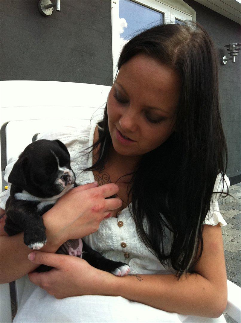 Fransk bulldog Bad Boy Hank - Okay hvis det er så dødnødvendigt så kan jeg da godt tage mit prettyface på. ;-) billede 5