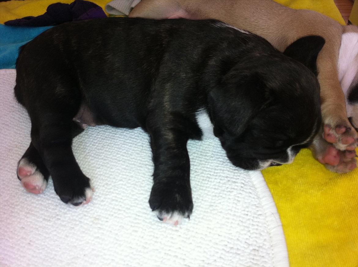 Fransk bulldog Bad Boy Hank billede 7