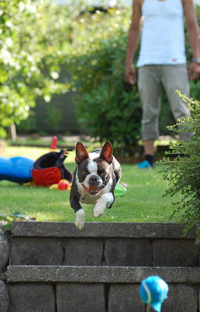 Boston terrier Molly billede 20