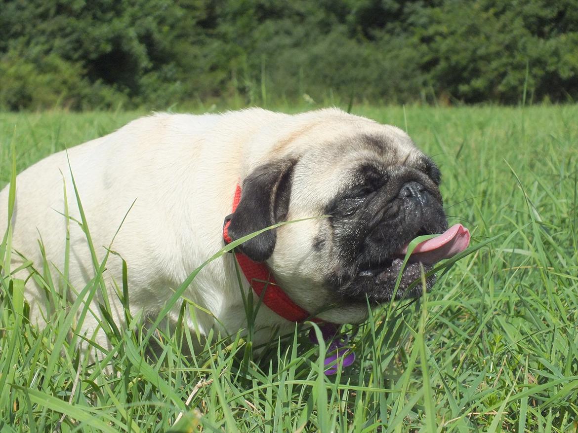 Mops OdA - Græs skulle være så sundt. billede 12