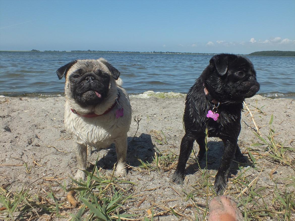 Mops OdA - Oda & Asta 10 Juli 2011 billede 11