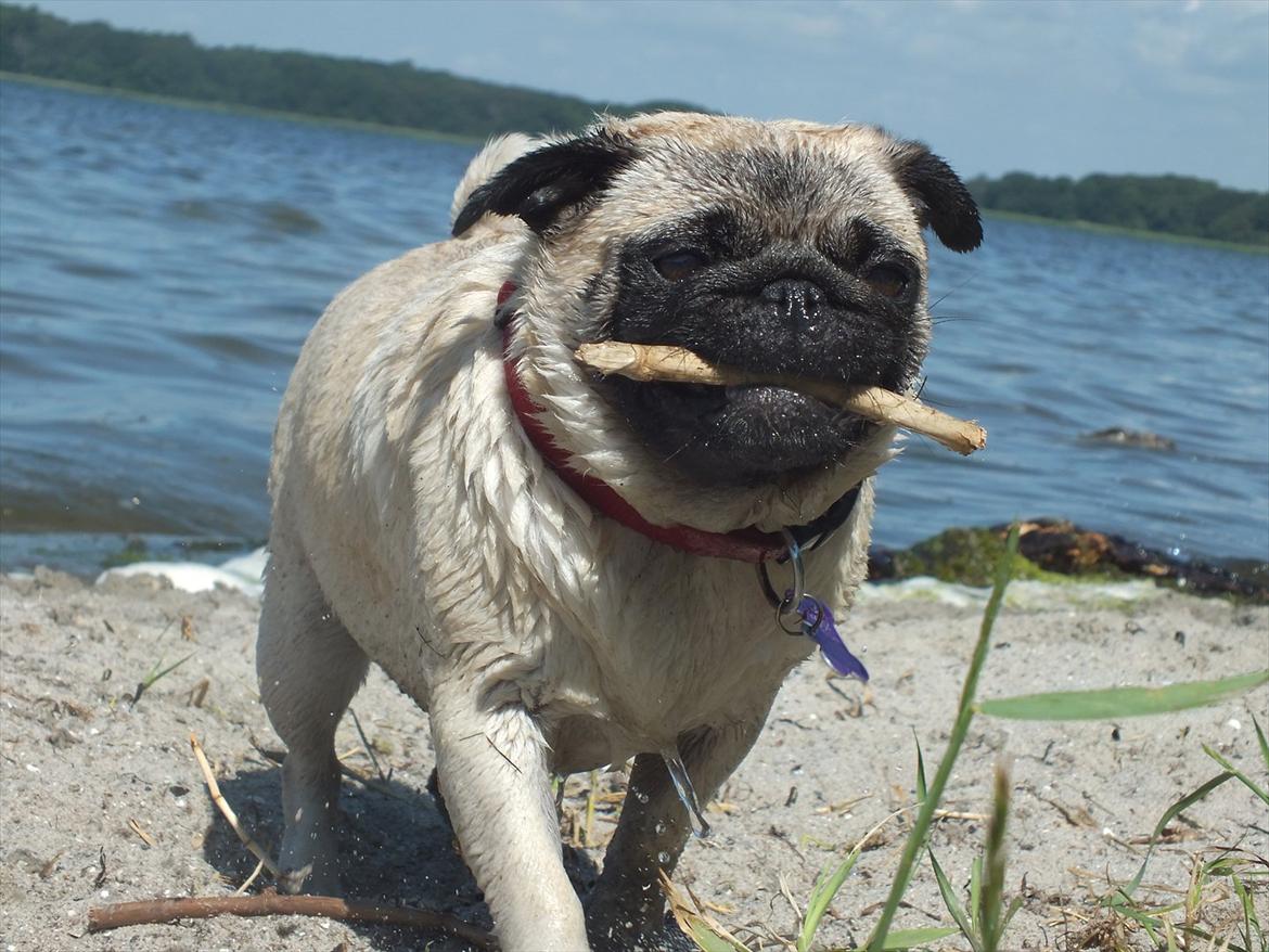 Mops OdA - Dec 2011 billede 10