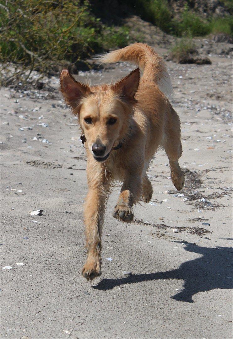 Golden retriever Sif billede 18