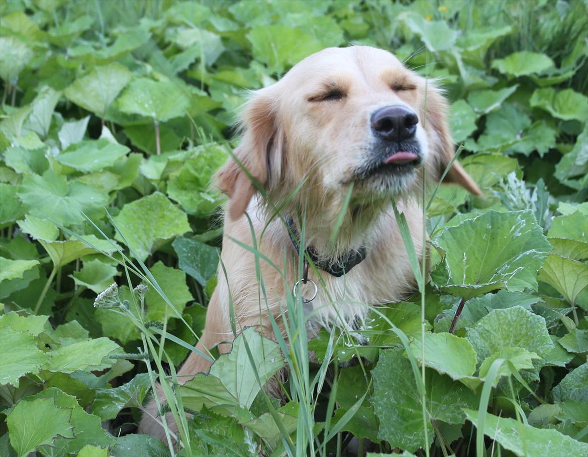 Golden retriever Sif billede 9