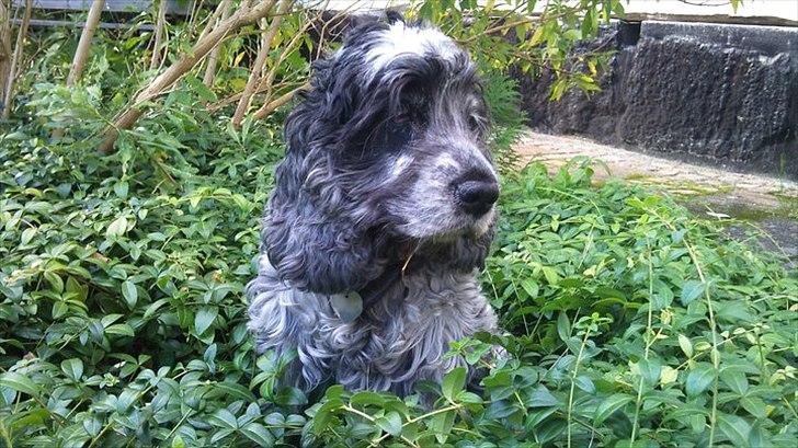 Cocker spaniel | Smila - Så fin, så fin hun er :-). billede 1