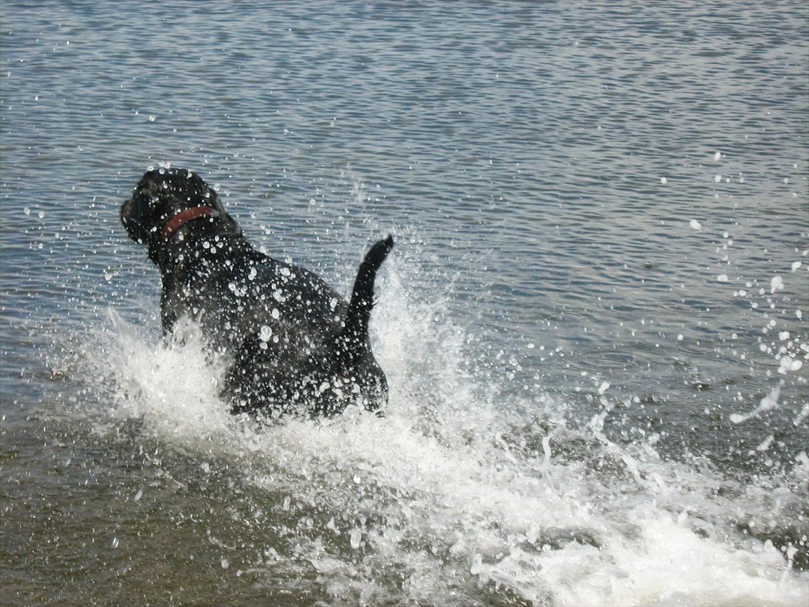 Blanding af racer Zeus billede 9