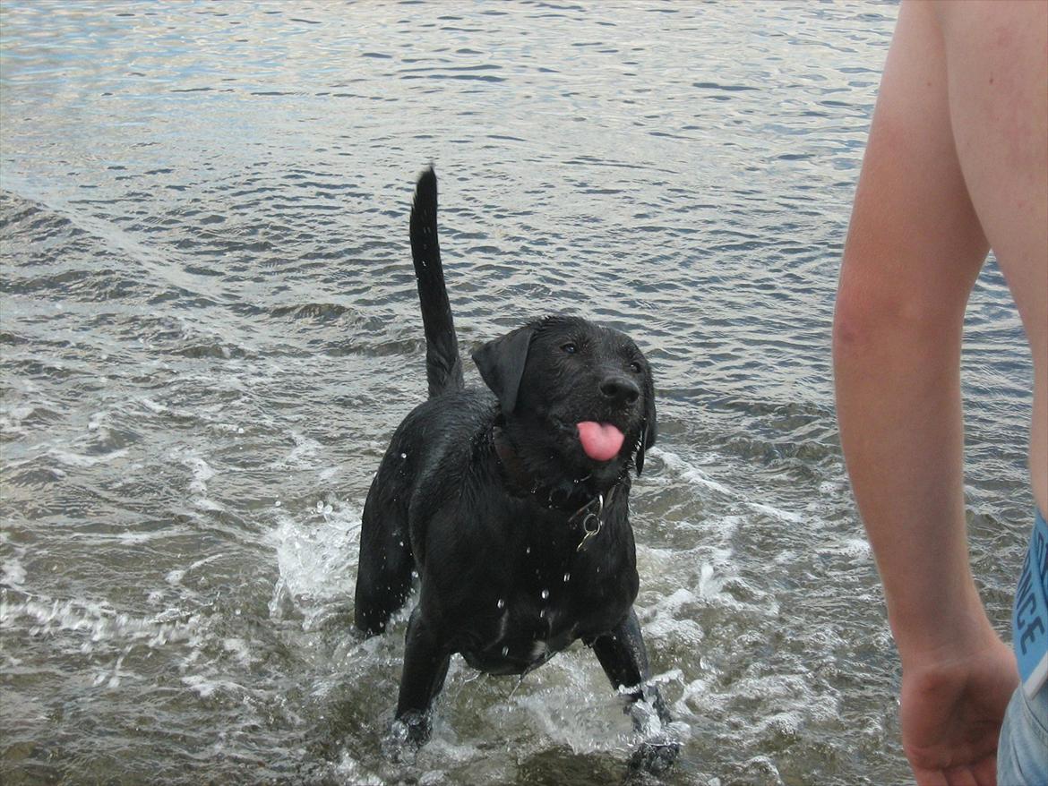 Blanding af racer Zeus billede 10