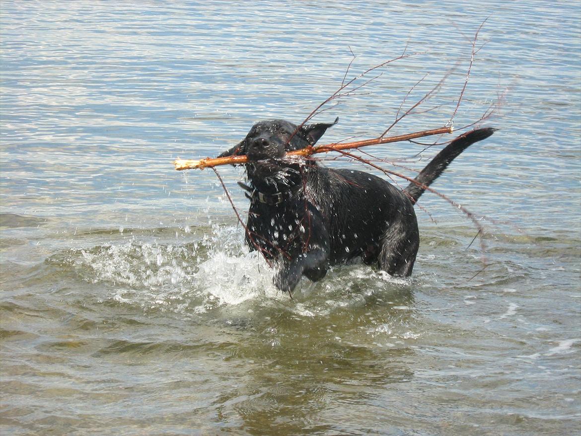 Blanding af racer Zeus billede 11