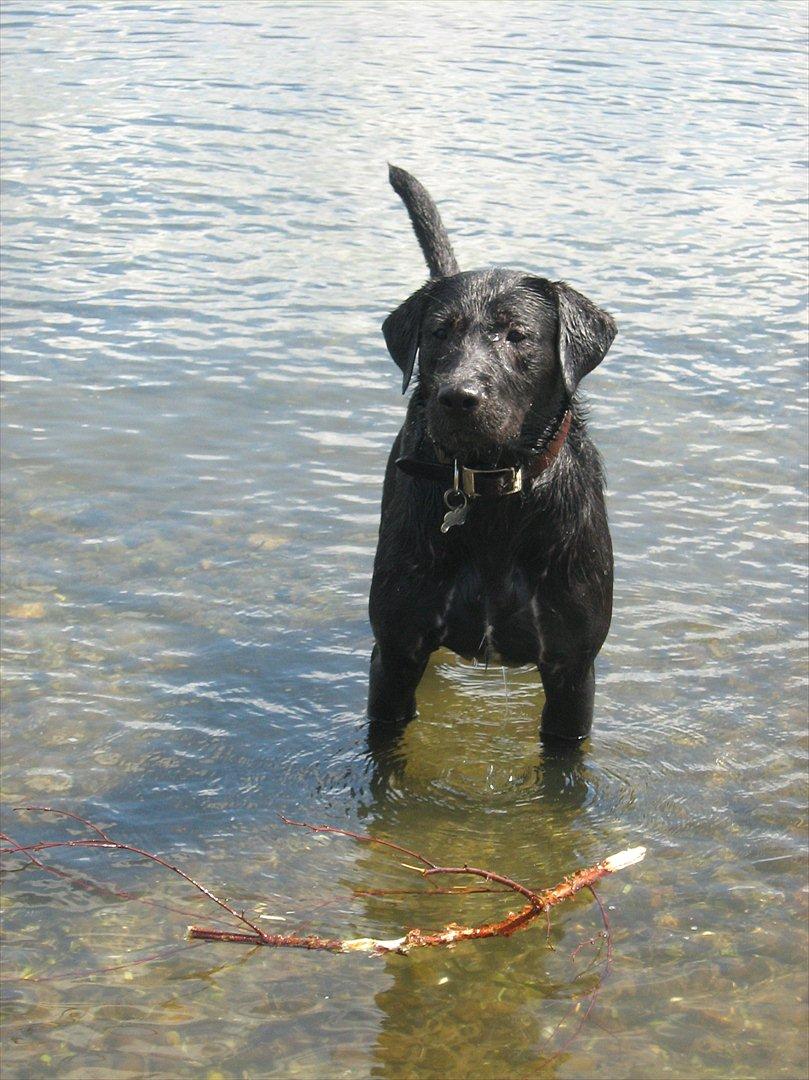 Blanding af racer Zeus billede 12