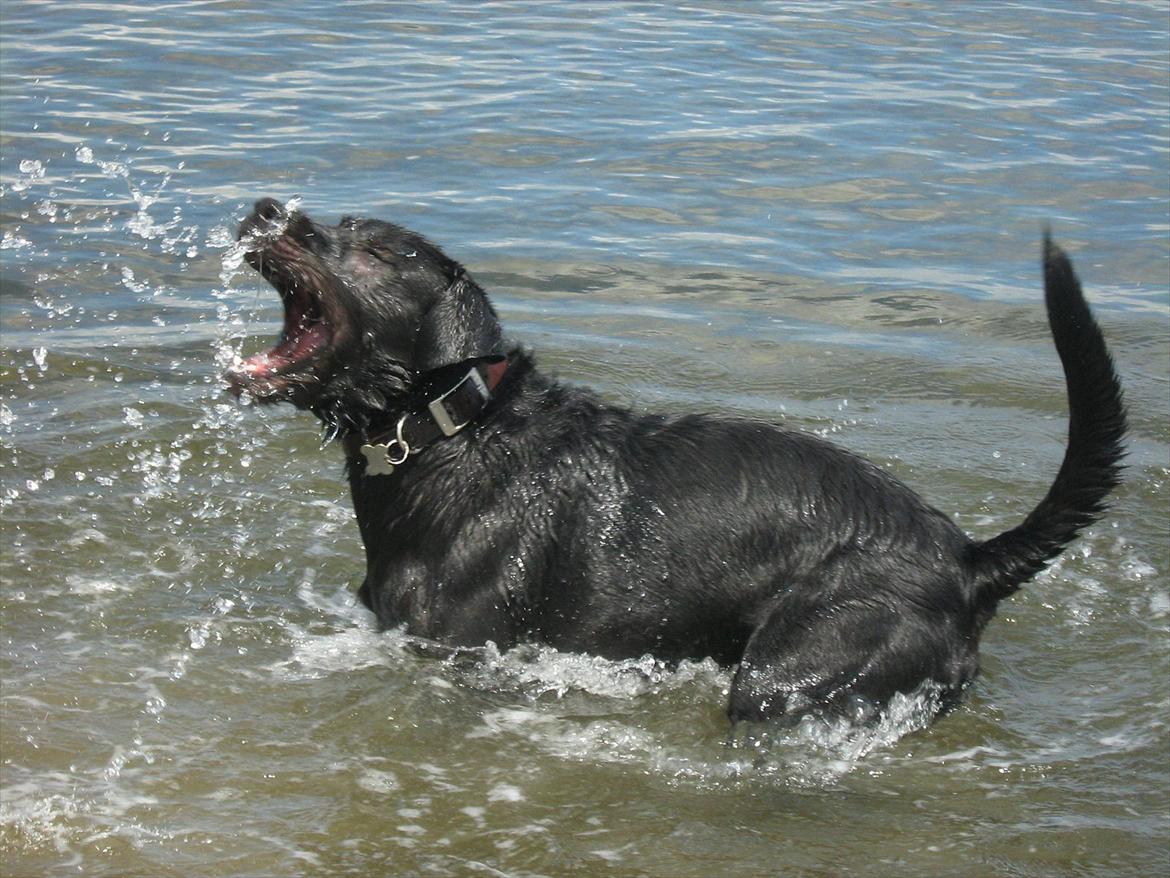 Blanding af racer Zeus billede 13