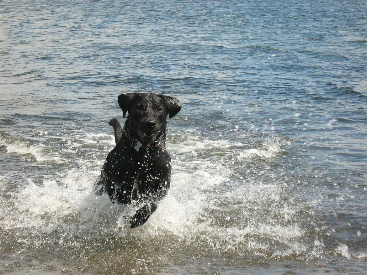 Blanding af racer Zeus billede 14