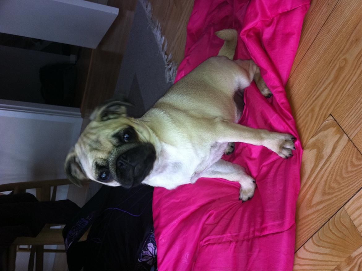 Mops Cleo billede 5