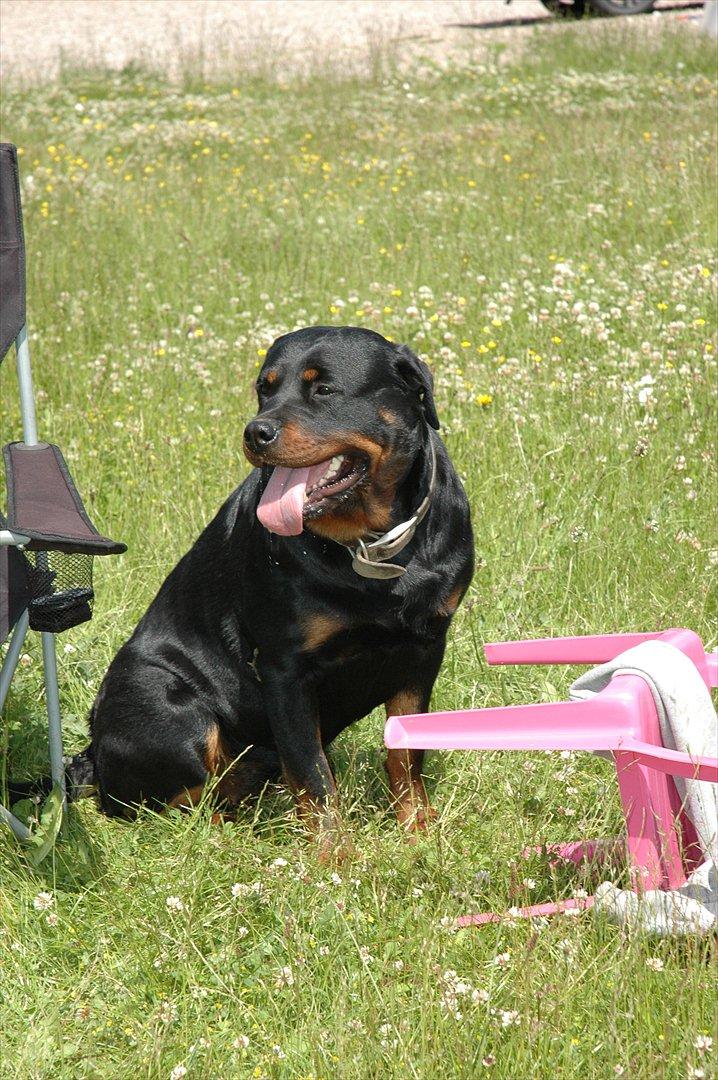 Rottweiler Dina billede 3