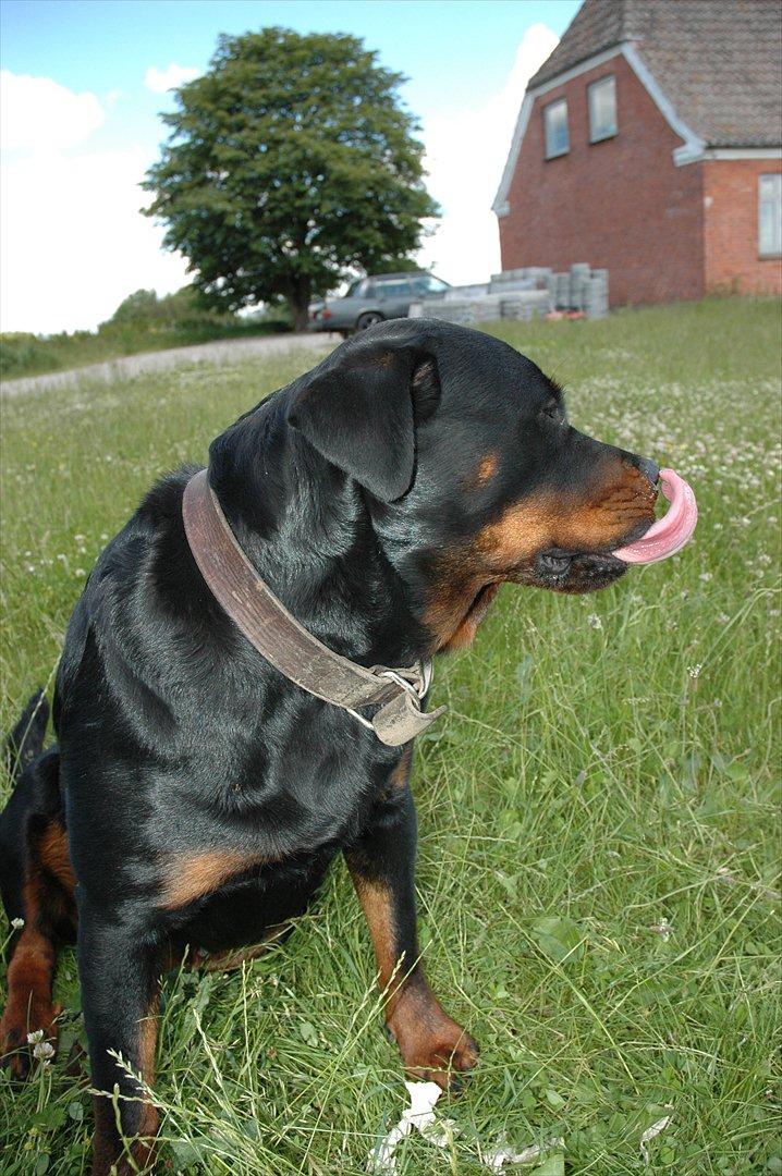 Rottweiler Dina billede 4