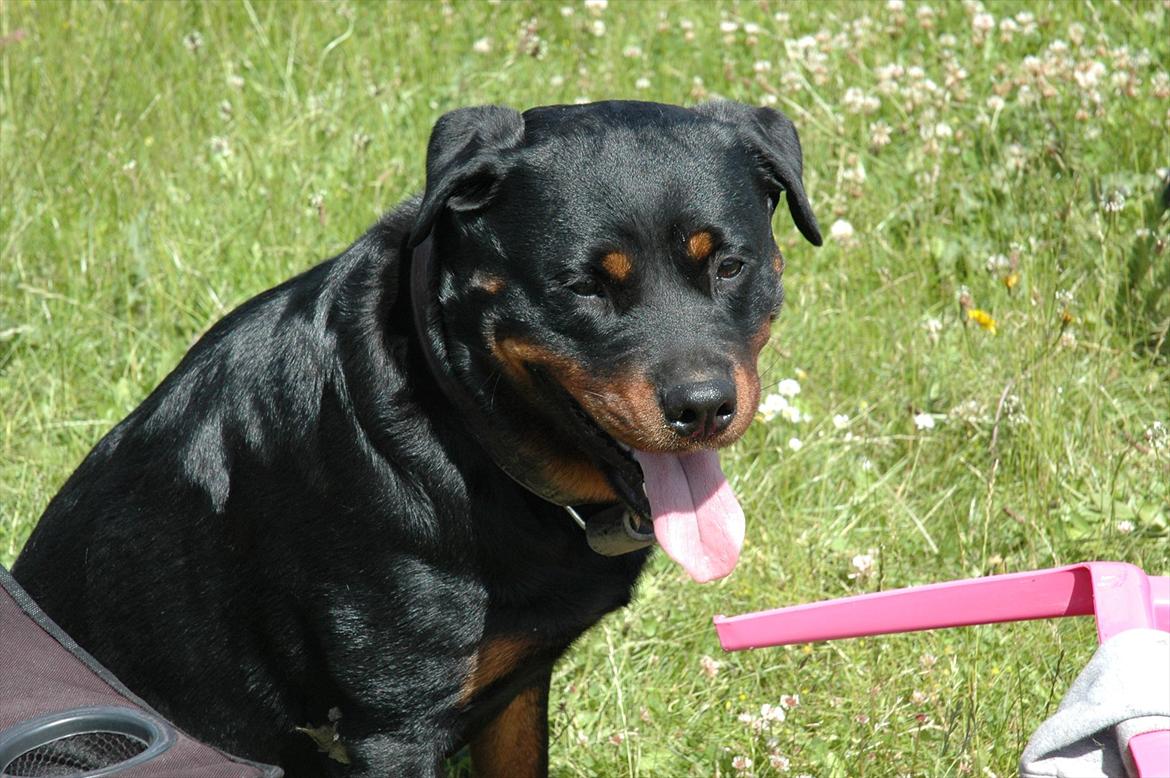Rottweiler Dina billede 1