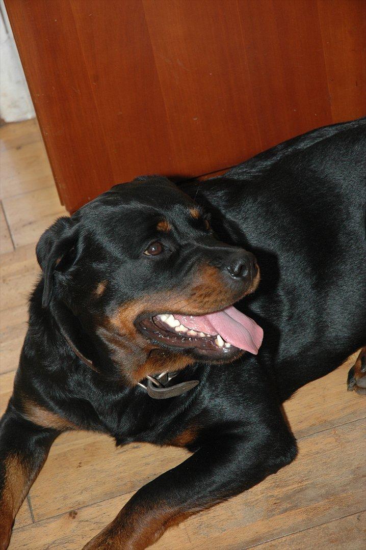 Rottweiler Dina billede 5