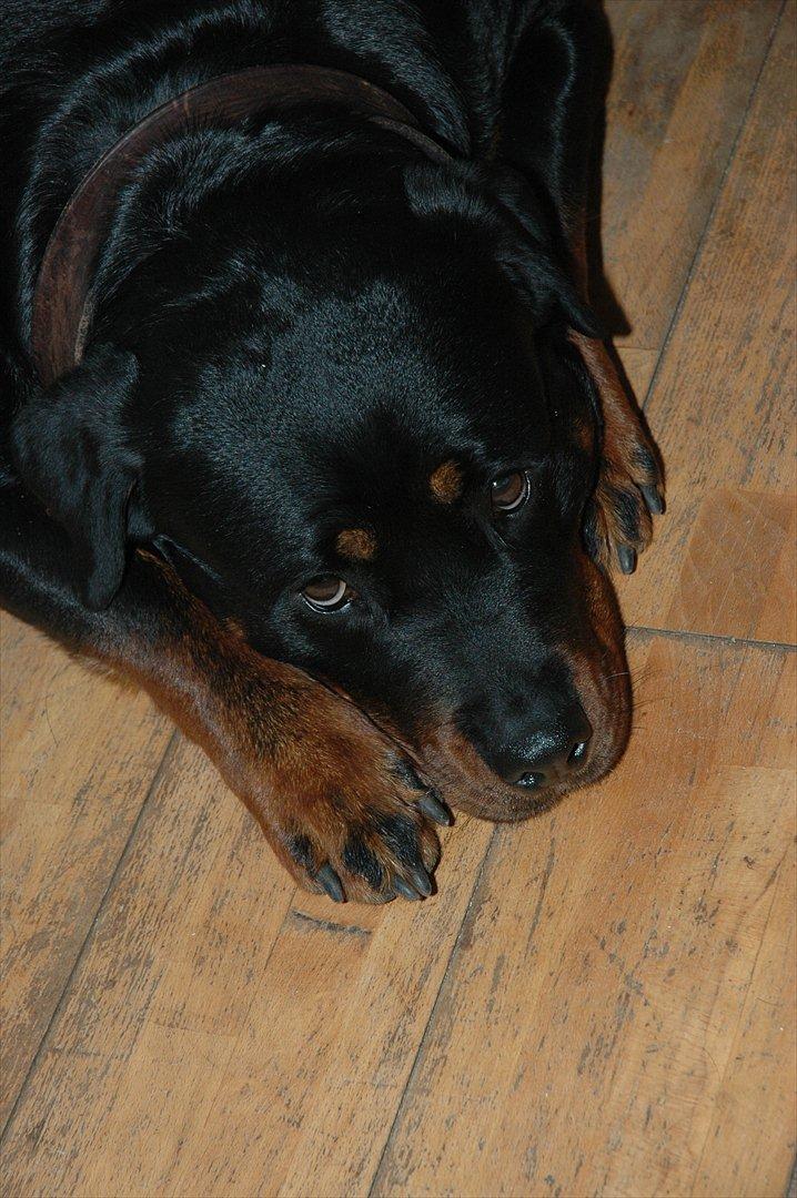 Rottweiler Dina billede 6