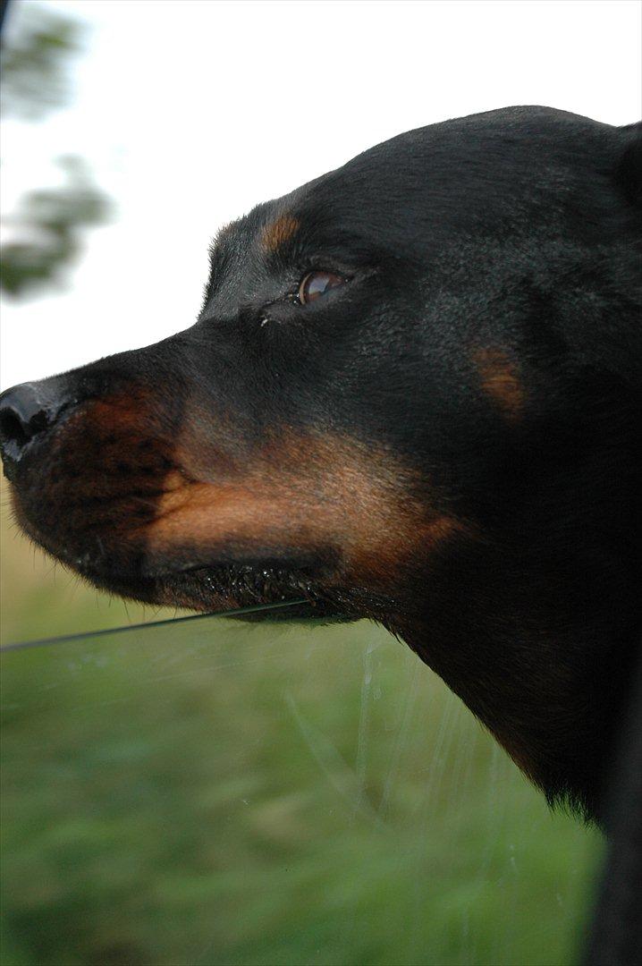 Rottweiler Dina billede 7