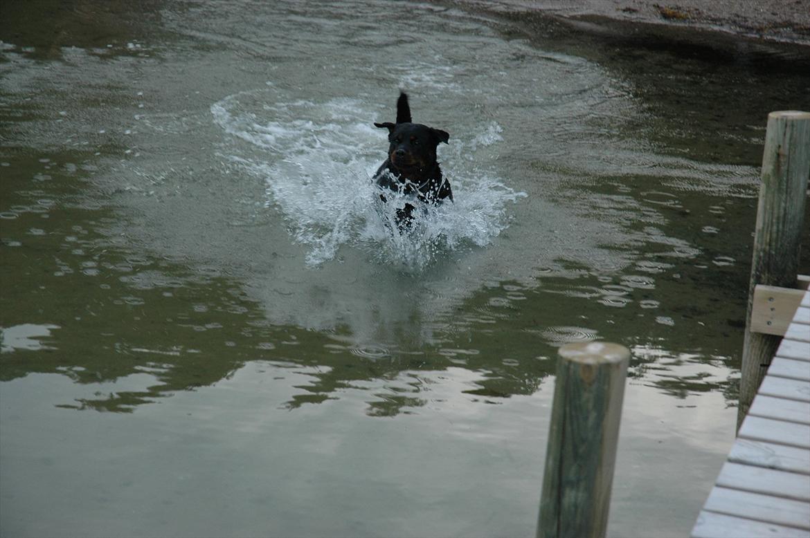 Rottweiler Dina billede 2