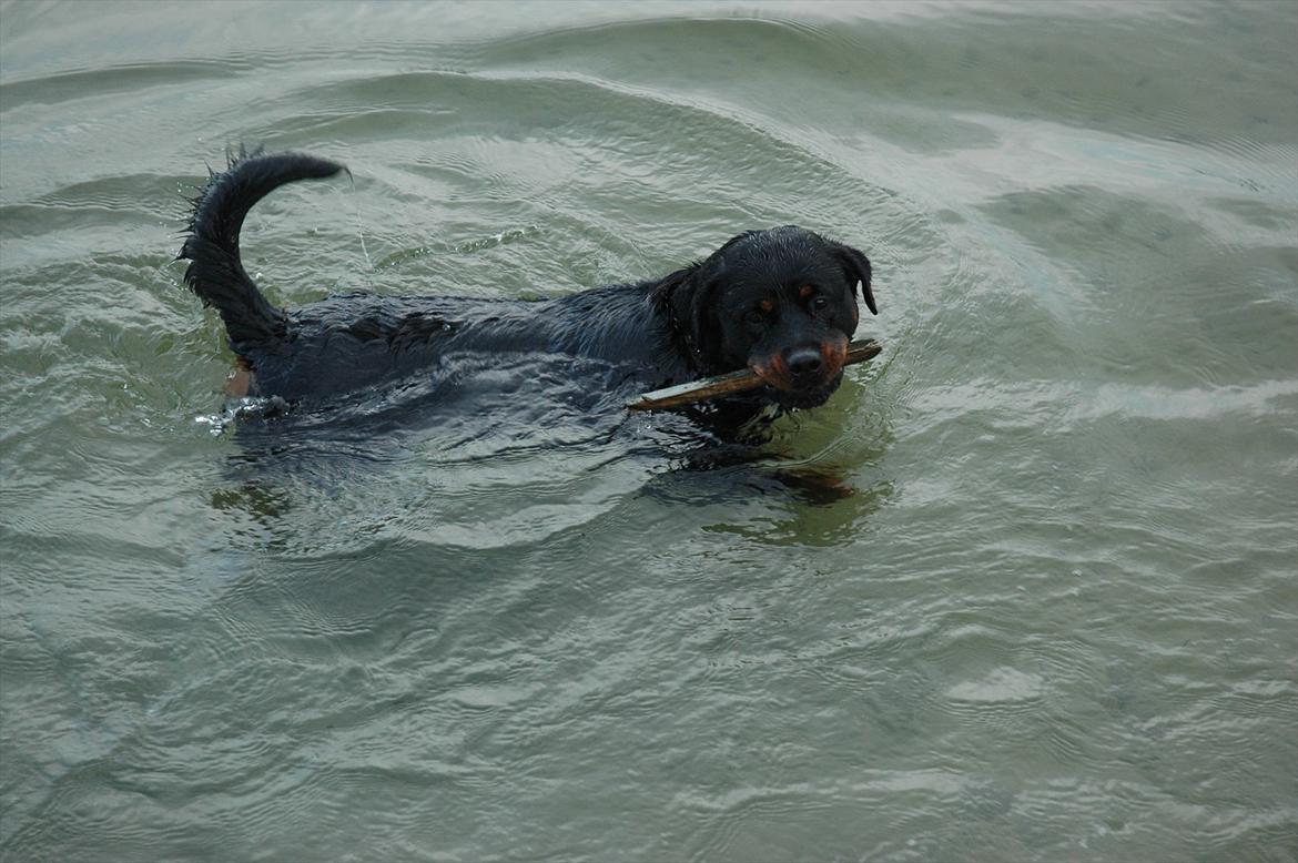 Rottweiler Dina billede 8