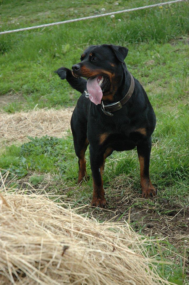 Rottweiler Dina billede 9