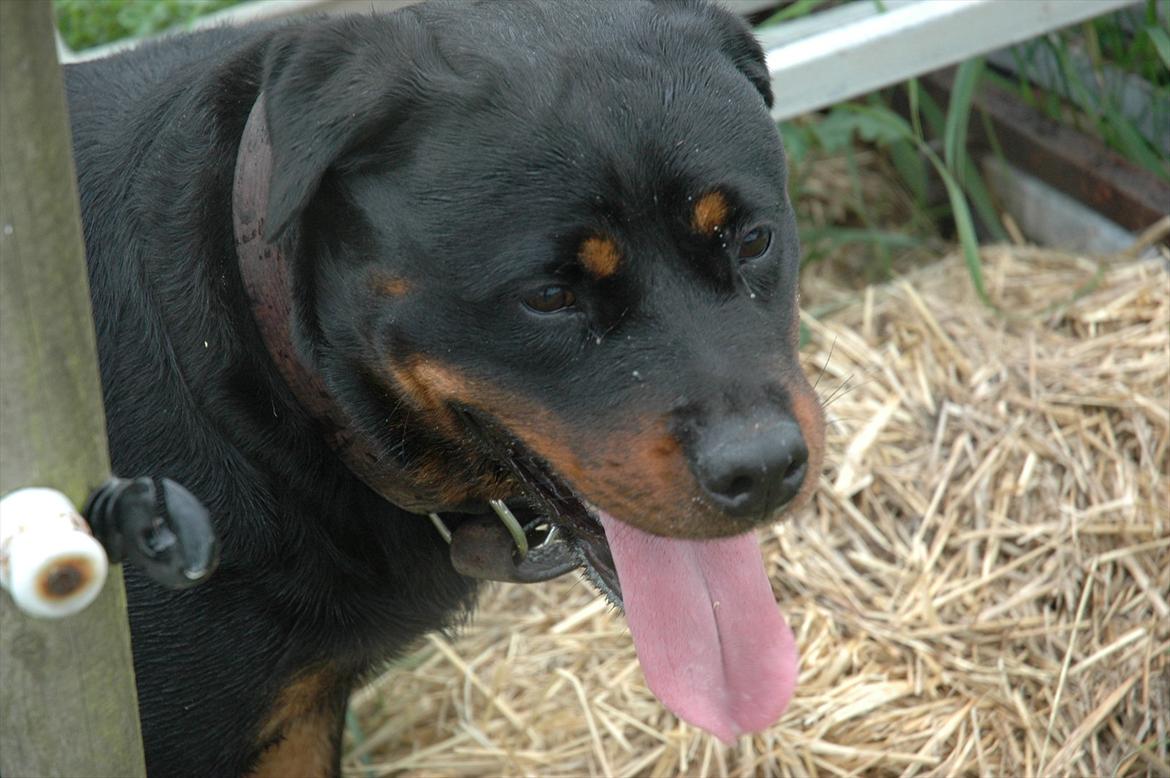 Rottweiler Dina billede 10
