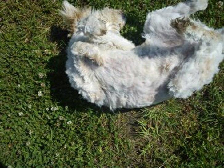 Blanding af racer *bamse* billede 13