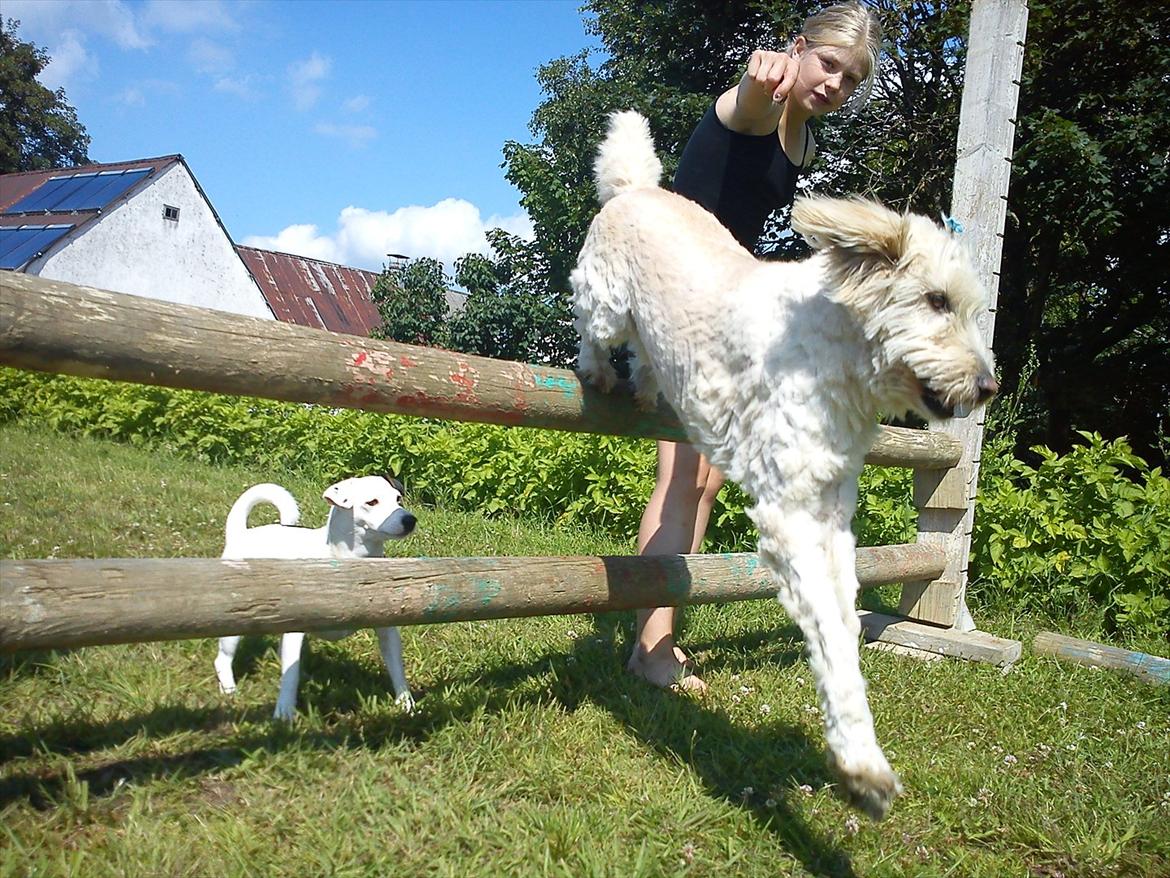 Blanding af racer *bamse* billede 14