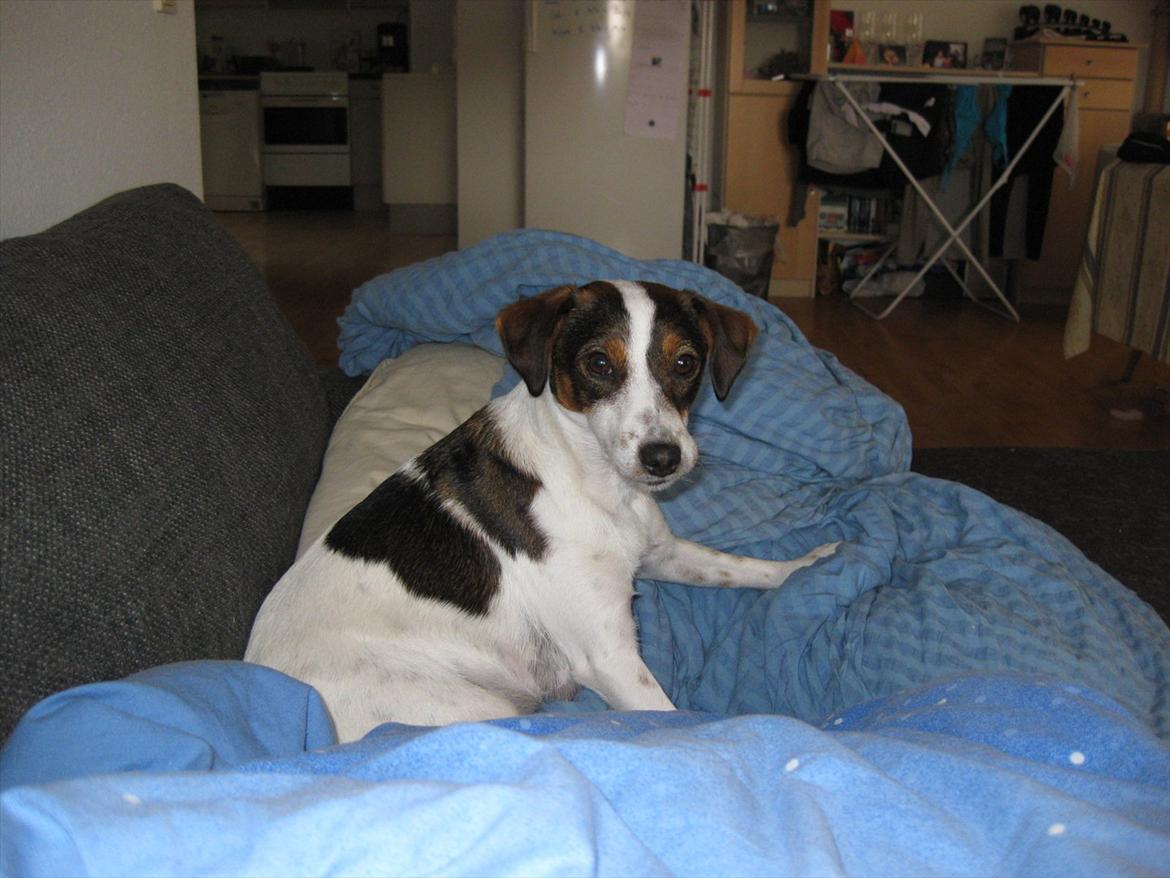 Dansk svensk gaardhund Liva billede 1