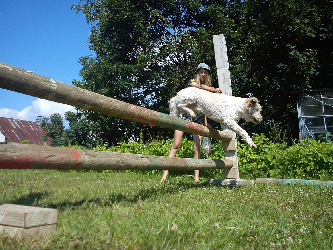 Blanding af racer *bamse* - 80 CM. billede 3