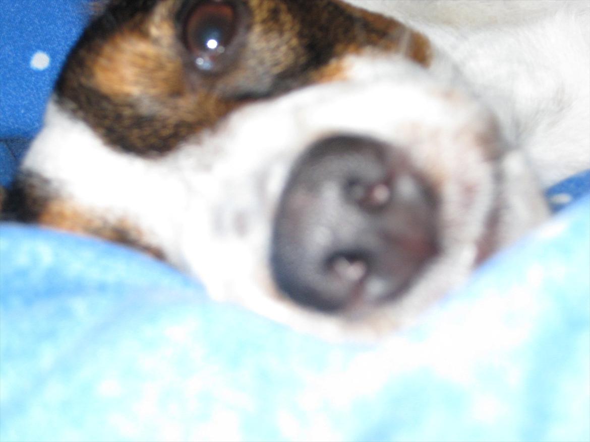 Dansk svensk gaardhund Liva billede 2