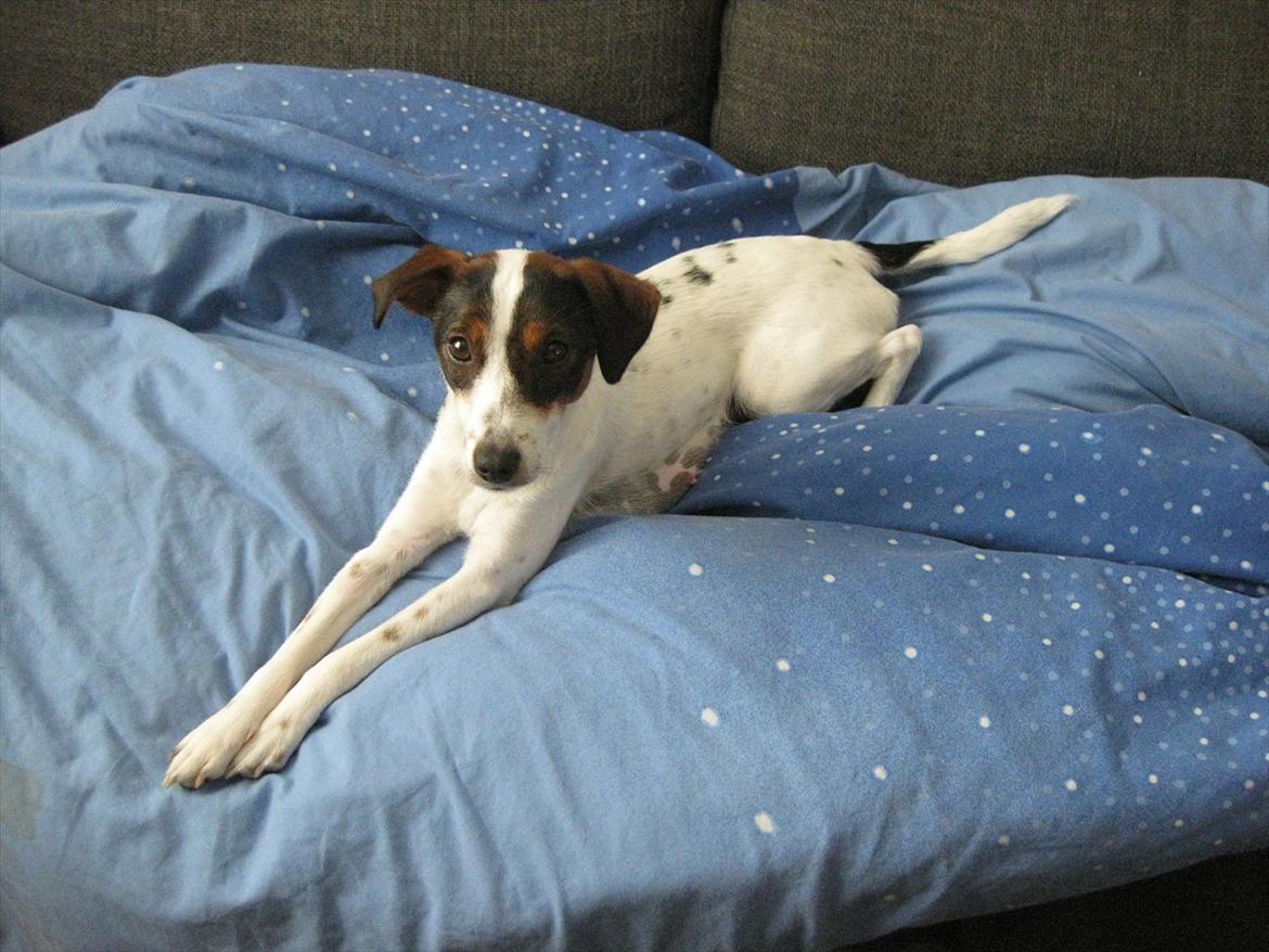 Dansk svensk gaardhund Liva billede 3