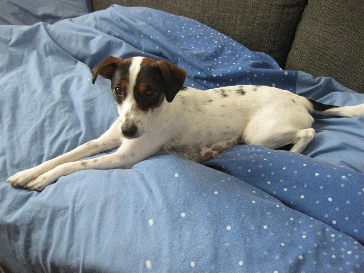 Dansk svensk gaardhund Liva billede 4