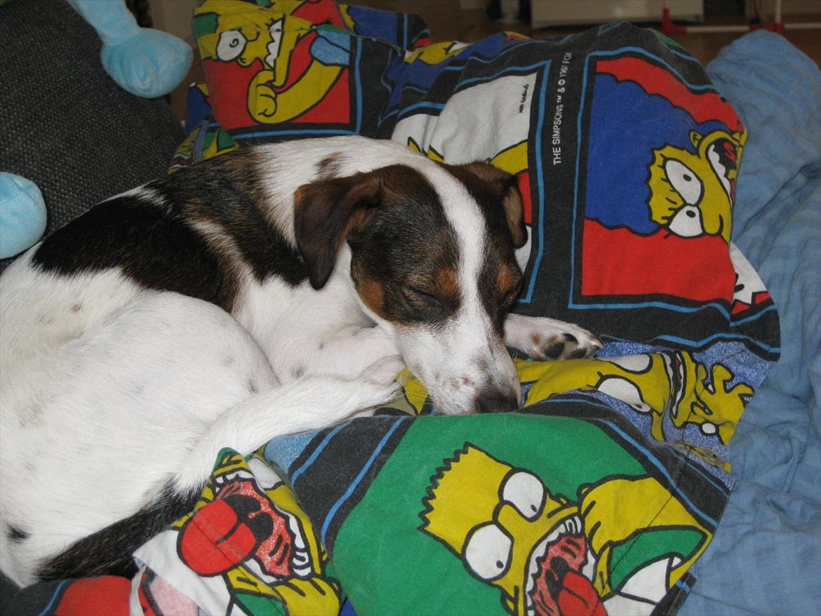 Dansk svensk gaardhund Liva billede 5