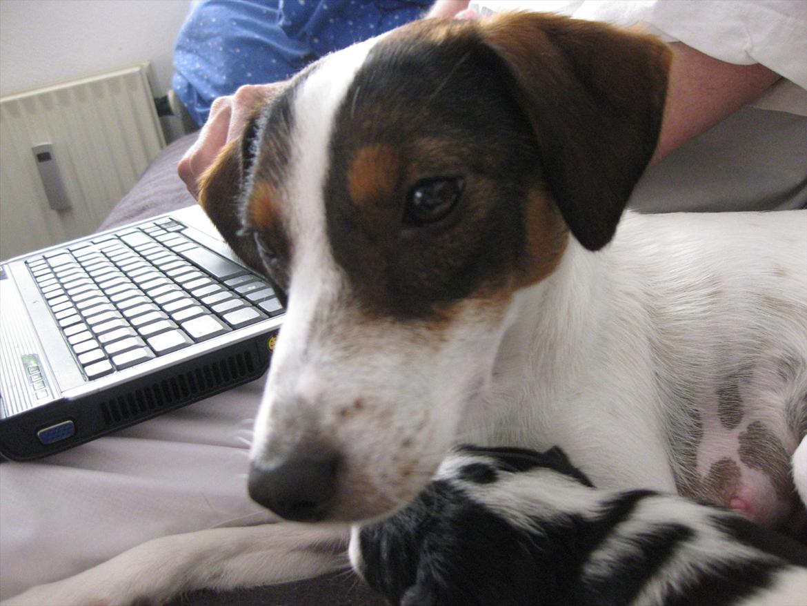 Dansk svensk gaardhund Liva billede 6