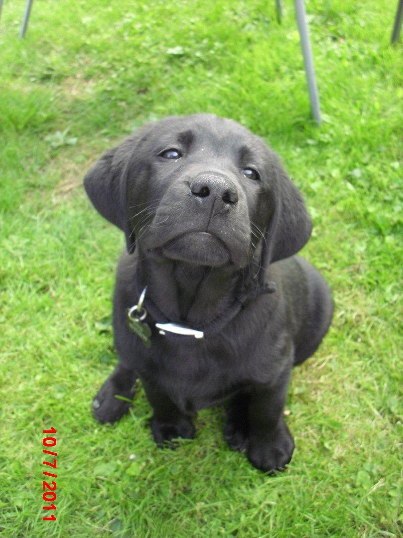 Labrador retriever Tivo billede 1