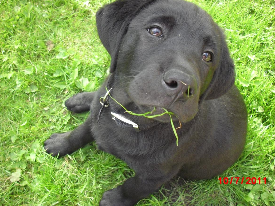 Labrador retriever Tivo billede 2