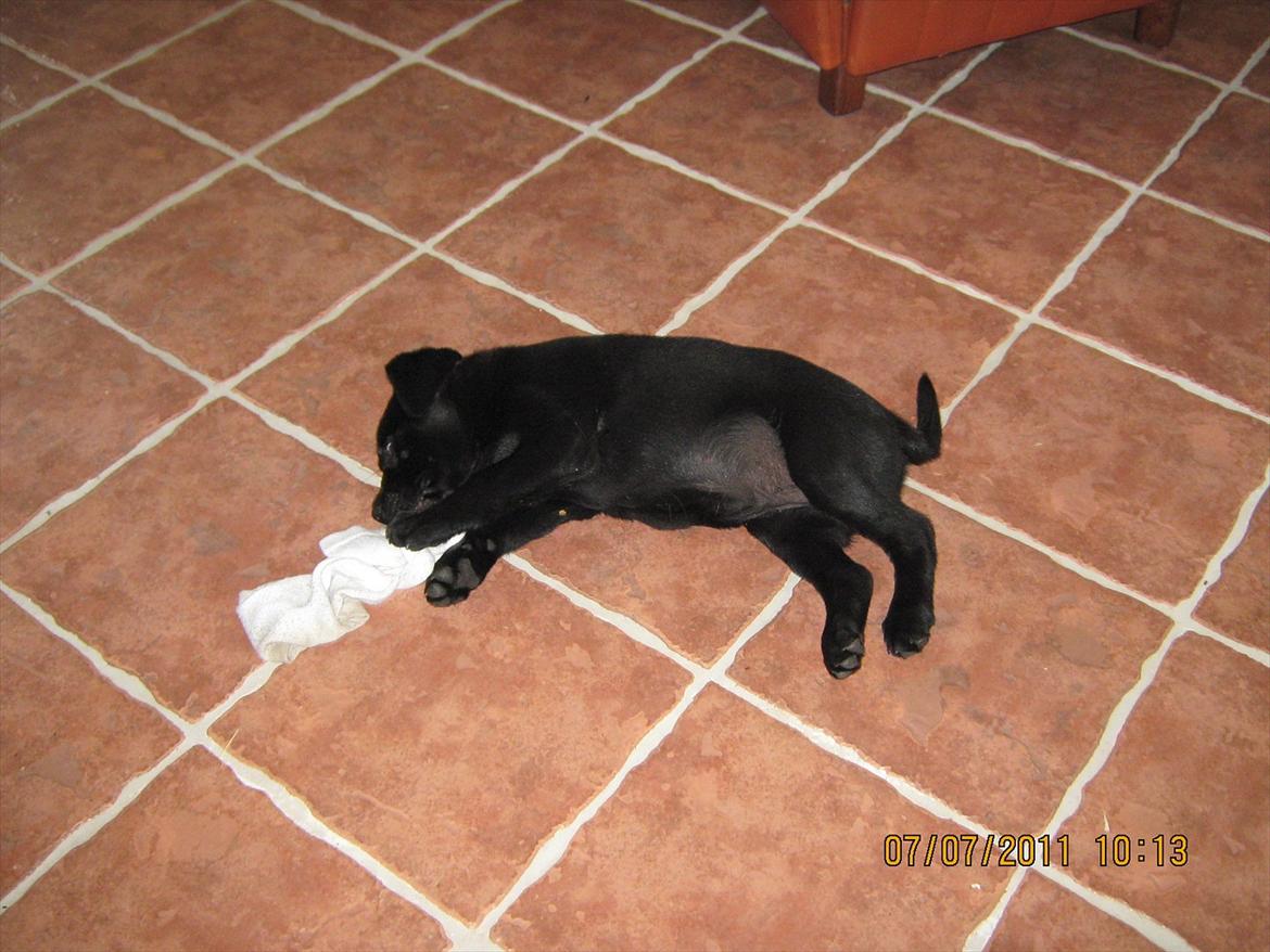 Labrador retriever Tivo billede 3