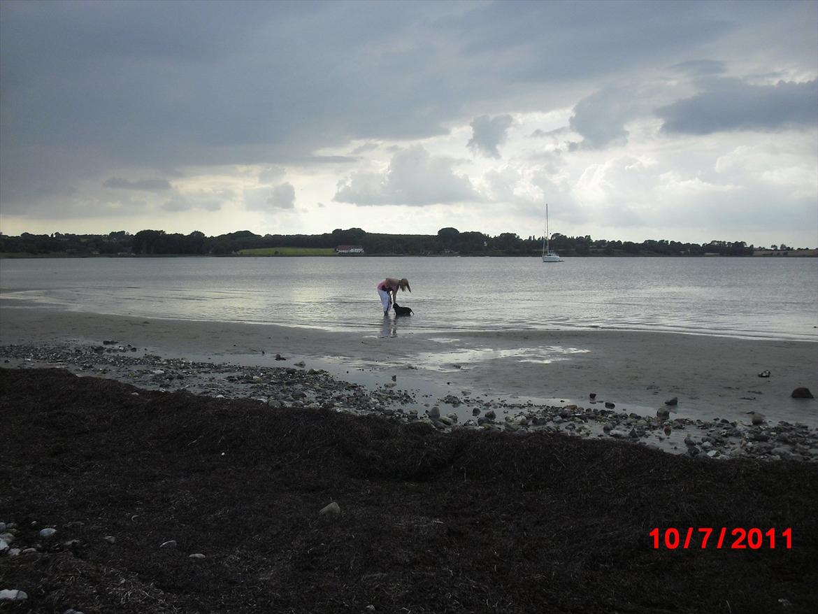 Labrador retriever Tivo billede 4